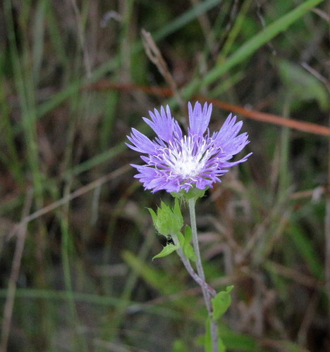 Stokesia laevis