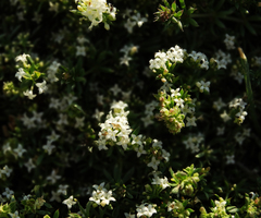 Galium