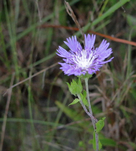 Stokesia laevis