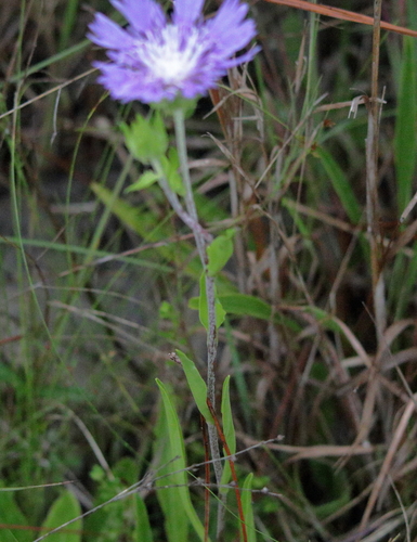 Stokesia laevis