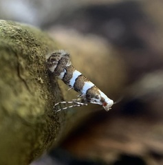 Argyresthia calliphanes
