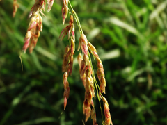 Poaceae