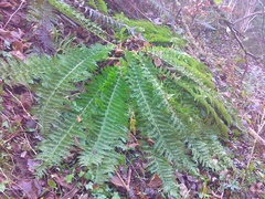 Polystichum × luerssenii