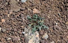 Lomatium martindalei