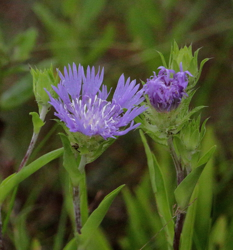 Stokesia laevis