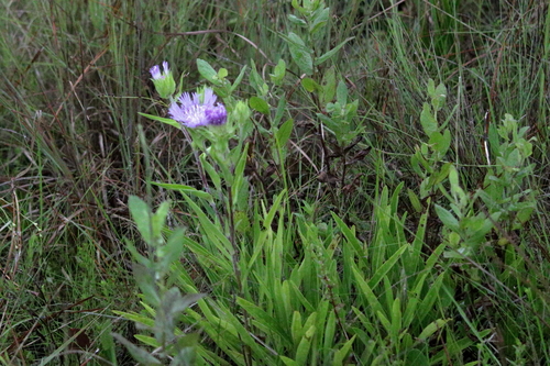 Stokesia laevis