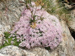 Silene acaulis exscapa