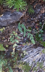 Lomatium martindalei