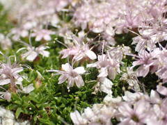 Silene acaulis exscapa