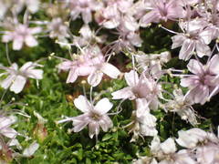Silene acaulis exscapa
