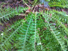 Polystichum × luerssenii
