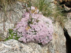 Silene acaulis exscapa