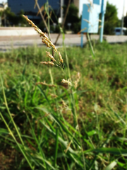 Poaceae