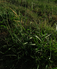 Poaceae
