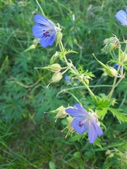 Geranium pratense