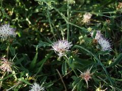 Centaurea