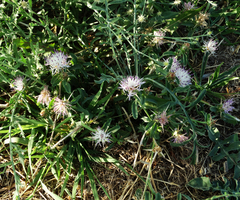 Centaurea