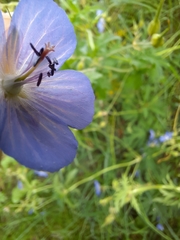 Geranium pratense
