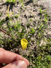 Crotalaria excisa excisa