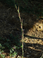 Lactuca