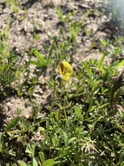 Crotalaria excisa excisa