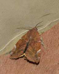 Cosmia affinis