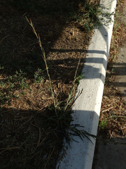 Lactuca