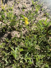 Crotalaria excisa excisa