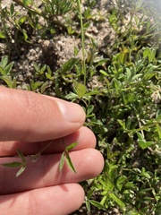 Crotalaria excisa excisa