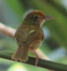 Tunchiornis ochraceiceps