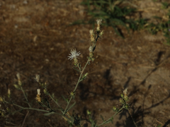 Centaurea