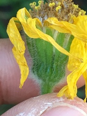 Arnica lonchophylla