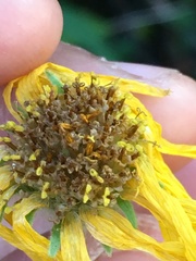 Arnica lonchophylla