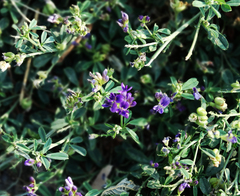 Medicago