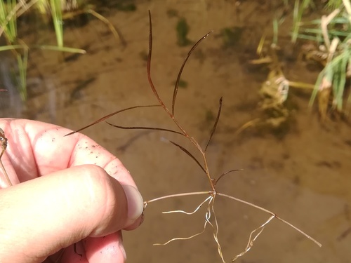 Potamogeton pusillus iNat (2)