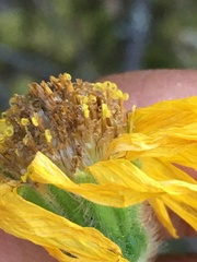 Arnica lonchophylla