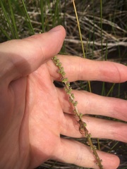 Triglochin palustris