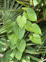 Dioscorea bulbifera image