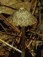 Pseudohydropus parafunebris