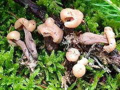 Cudonia confusa