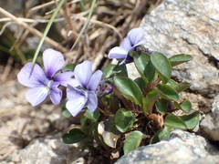 Viola argenteria