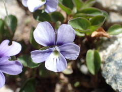 Viola argenteria