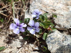 Viola argenteria