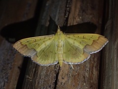 Meroctena