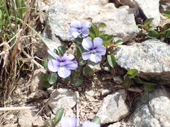 Viola argenteria