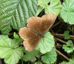 Panyapedaliodes drymaea