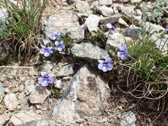 Viola argenteria