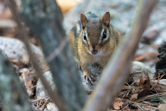 Tamias striatus