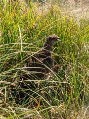 Dendragapus fuliginosus