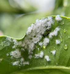 Aleurothrixus floccosus